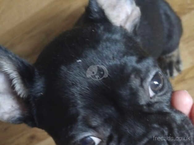 LONG TAIL FRENCHIE for sale in Watford, Northamptonshire - Image 2