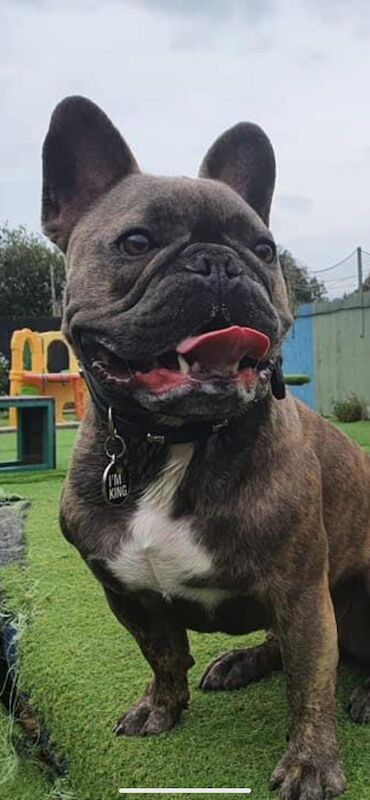 Looking for a young male Frenchie for sale in Carmarthenshire - Image 1