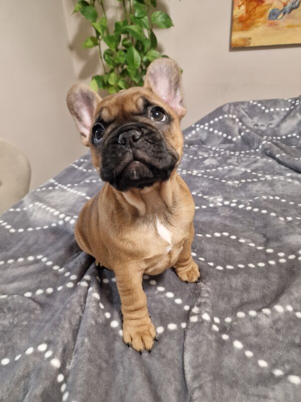 Lovely French puppies for sale in Reading, Berkshire