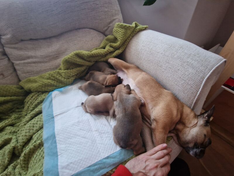 Lovely French puppies for sale in Reading, Berkshire - Image 2