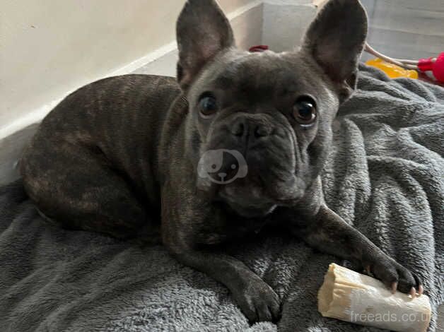 Lovely frenchie for sale in Stroud, Gloucestershire