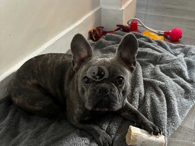 Lovely frenchie for sale in Stroud, Gloucestershire - Image 2