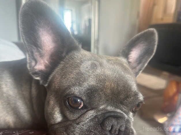 Loving Frenchie needs a home for sale in Yeovil, Somerset - Image 2