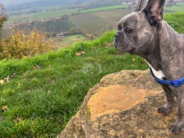 Loving Frenchie needs a home for sale in Yeovil, Somerset - Image 3