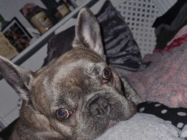 Loving Frenchie needs a home for sale in Yeovil, Somerset - Image 4