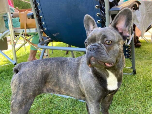 Loving Frenchie needs a home for sale in Yeovil, Somerset - Image 5