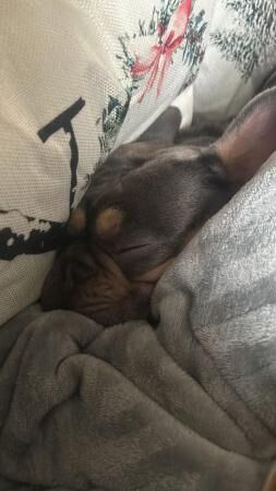 Make French bulldog for sale in Winchester, Hampshire