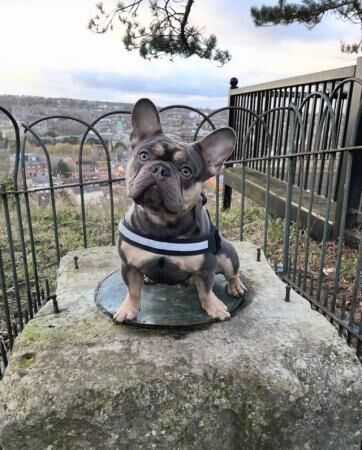 Make French bulldog for sale in Winchester, Hampshire - Image 3