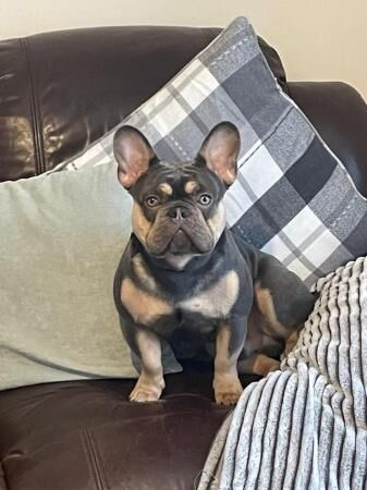 Make French bulldog for sale in Winchester, Hampshire - Image 5