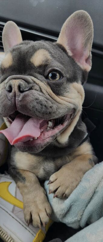 Male Blue and Tan Frenchie for sale in Alfreton, Derbyshire