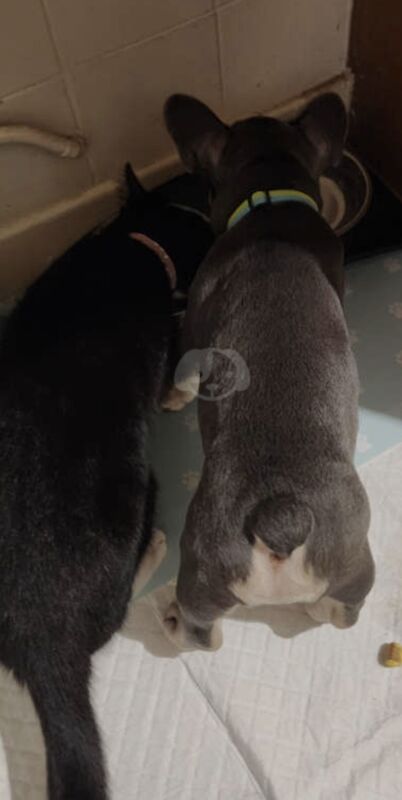 Male Blue and Tan Frenchie for sale in Alfreton, Derbyshire - Image 2