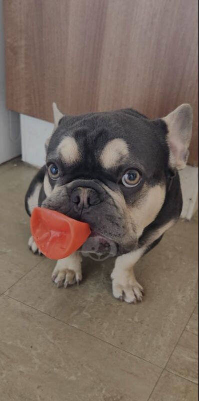 Male Blue and Tan Frenchie for sale in Alfreton, Derbyshire - Image 3