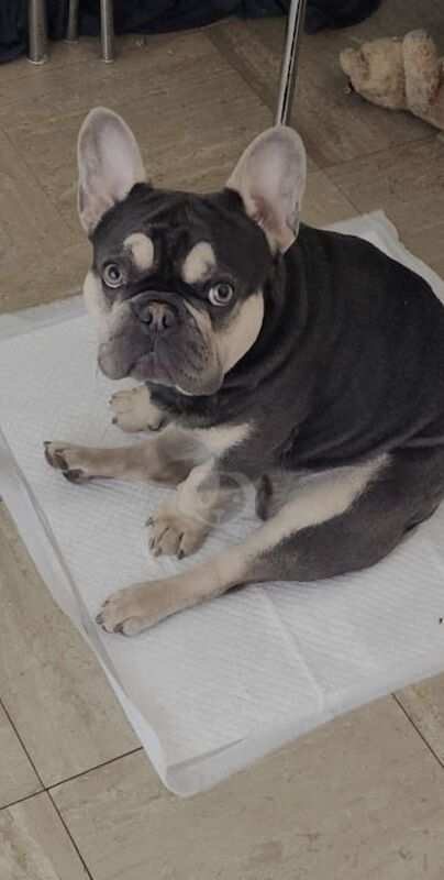 Male Blue and Tan Frenchie for sale in Alfreton, Derbyshire - Image 4