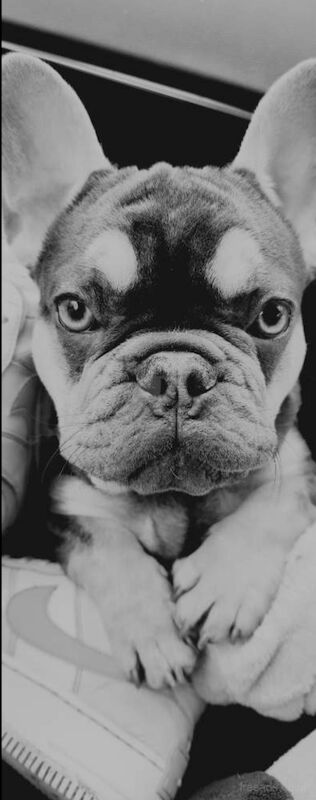 Male Blue and Tan Frenchie for sale in Alfreton, Derbyshire - Image 6