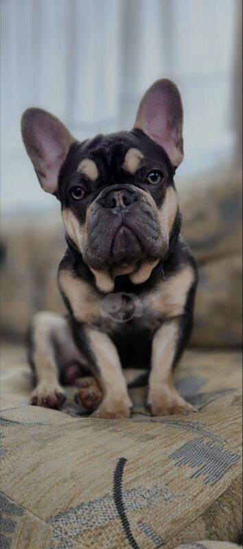 Male Blue and Tan Frenchie for sale in Alfreton, Derbyshire - Image 7