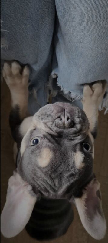 Male Blue and Tan Frenchie for sale in Alfreton, Derbyshire - Image 8