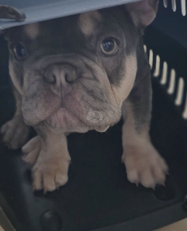 Male Blue and Tan Frenchie for sale in Alfreton, Derbyshire - Image 9