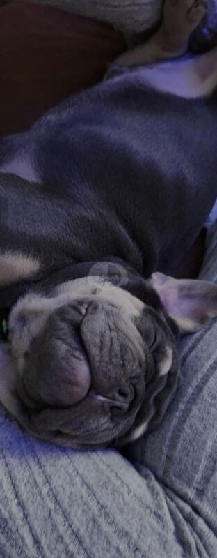 Male Blue and Tan Frenchie for sale in Alfreton, Derbyshire - Image 10