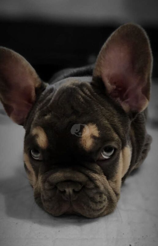 Male Blue and Tan Frenchie for sale in Alfreton, Derbyshire - Image 13