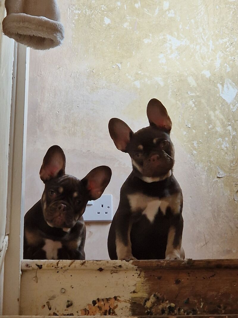 Male french bulldog for sale in Doncaster, South Yorkshire