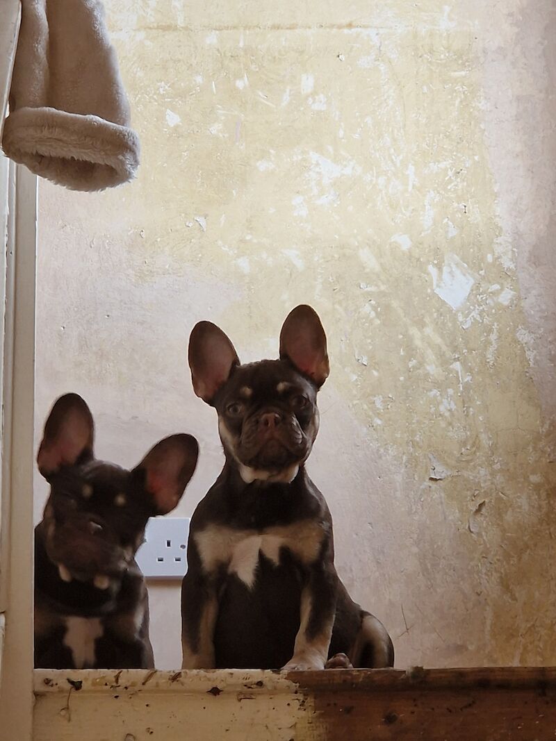 Male french bulldog for sale in Doncaster, South Yorkshire - Image 3