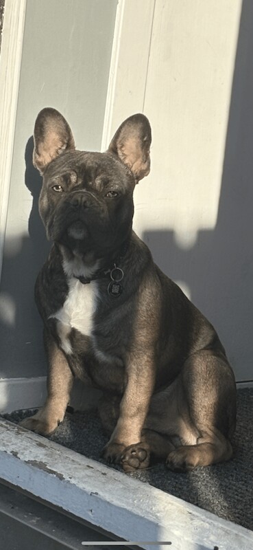 Male French bulldog for sale in Inverurie, Aberdeenshire