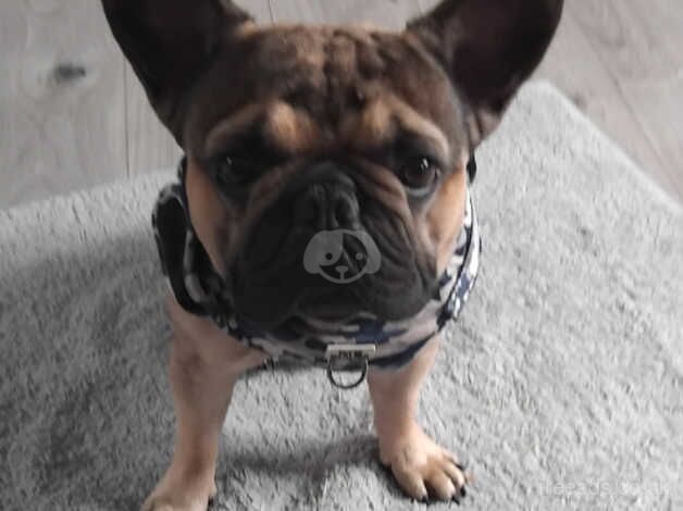 Male french bulldog KC registered for sale in Woodbridge, Northumberland