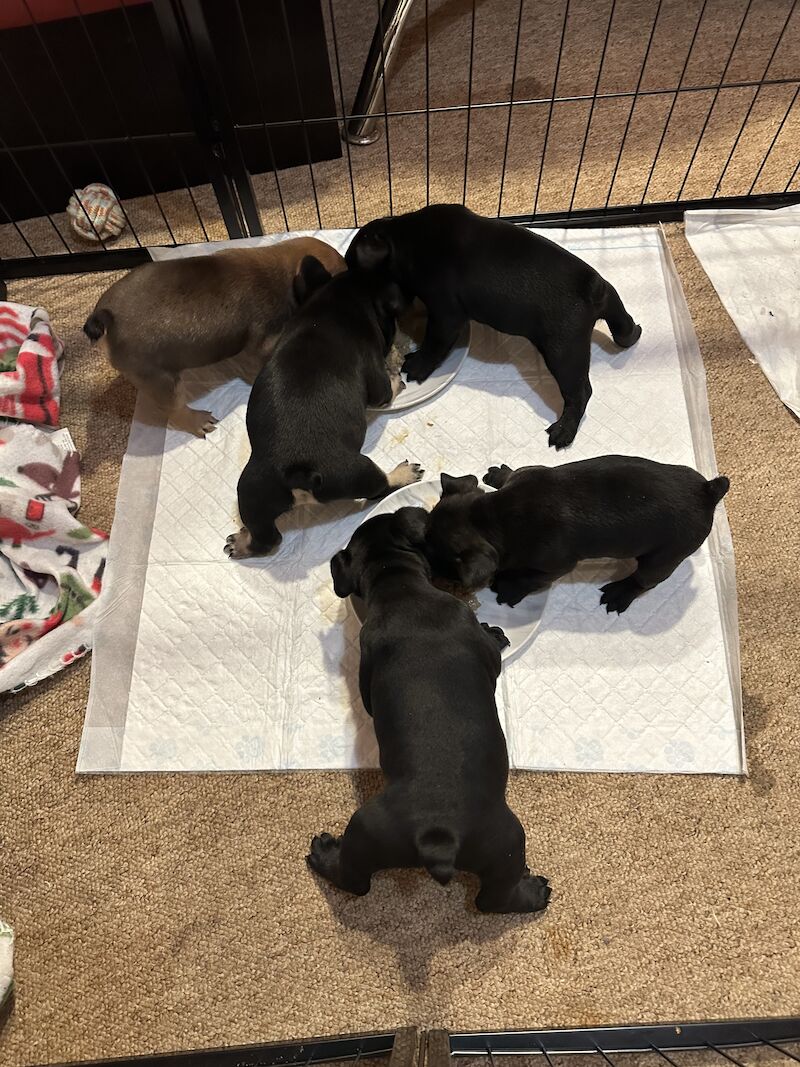 Male French bulldog puppies for sale in Chichester, West Sussex