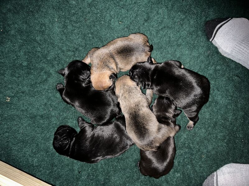 Male puppies deals for