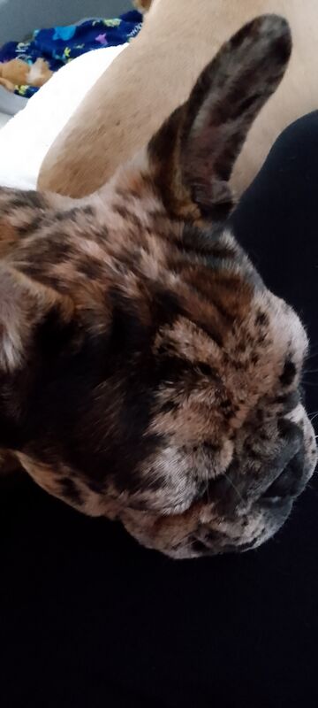 Male french bulldog puppy for sale in Coventry, West Midlands