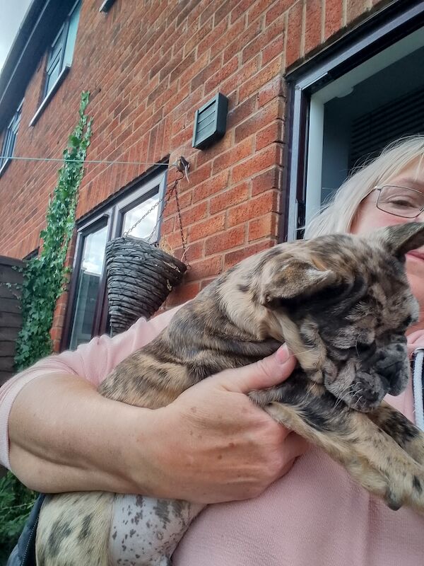 Male french bulldog puppy for sale in Coventry, West Midlands - Image 6