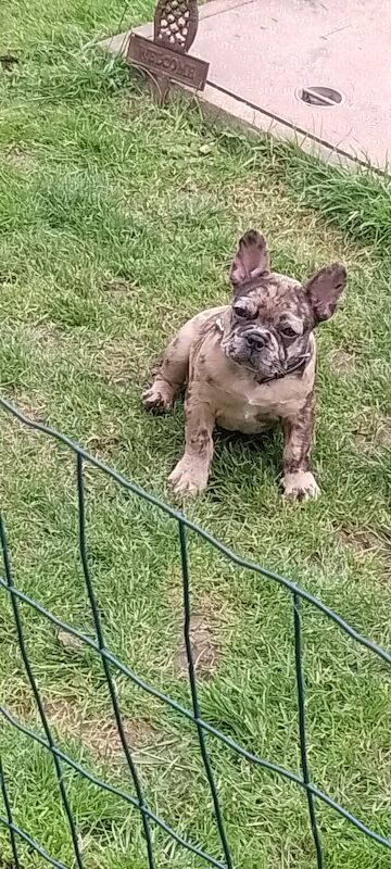 Male french bulldog puppy for sale in Coventry, West Midlands - Image 7