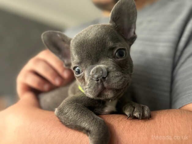 Male French bulldogs for sale in Bishop's Hull, Somerset