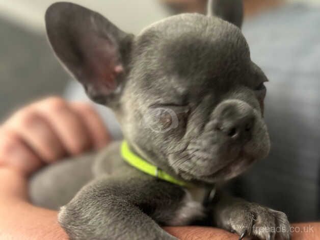 Male French bulldogs for sale in Bishop's Hull, Somerset - Image 2