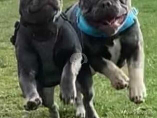 Male French bulldogs for sale in Bishop's Hull, Somerset - Image 3