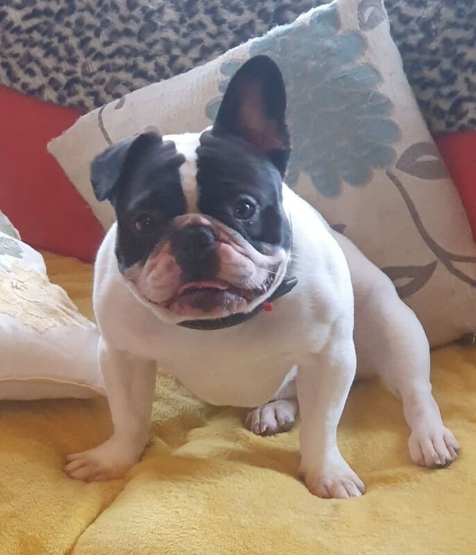 Male Frenchie 3yr 6months old. for sale in Plymouth, Devon