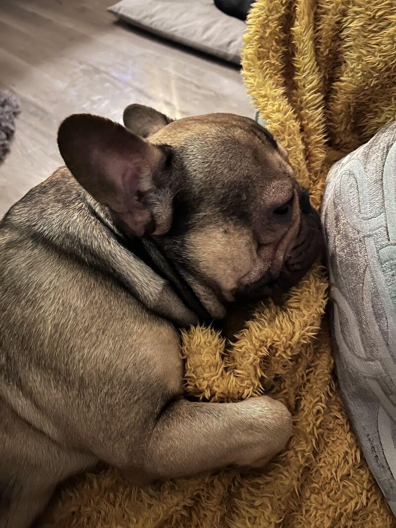 Male frenchie ( reggie ) for sale in Birmingham, West Midlands