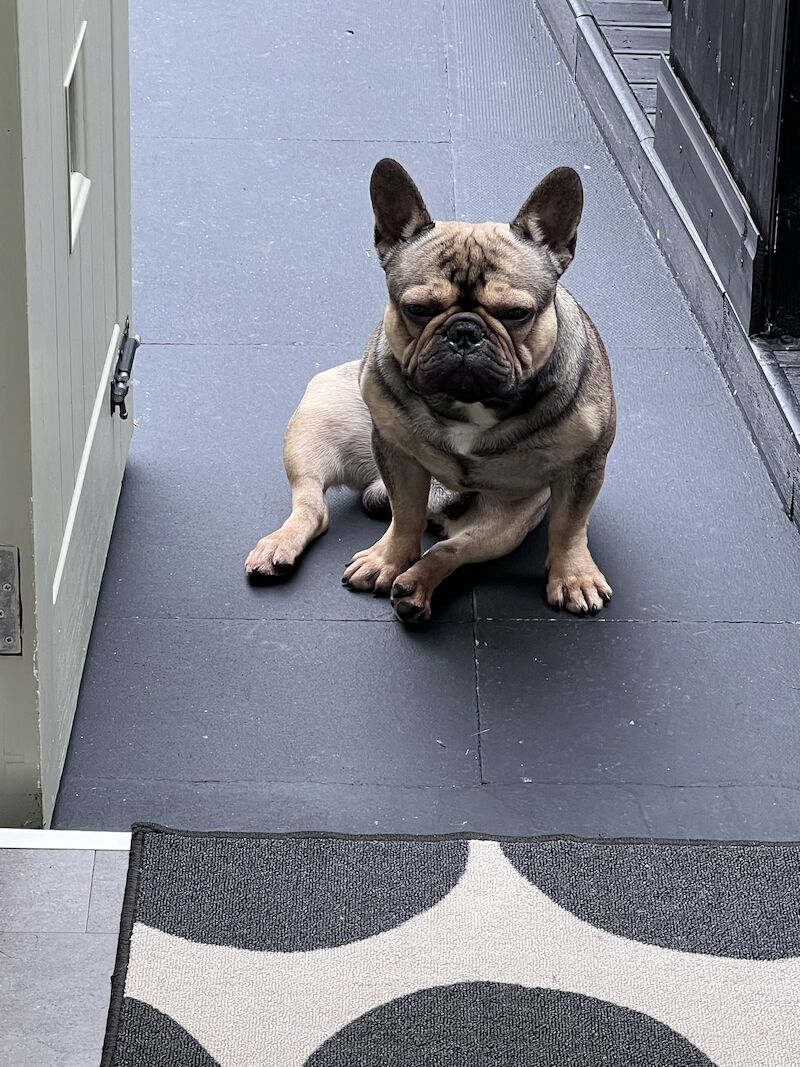 Male frenchie ( reggie ) for sale in Birmingham, West Midlands - Image 3