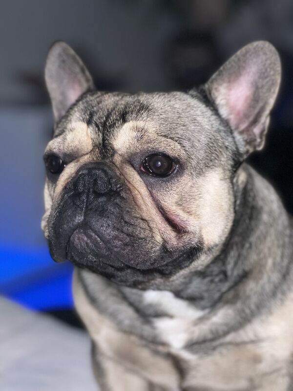 Male frenchie ( reggie ) for sale in Birmingham, West Midlands - Image 4