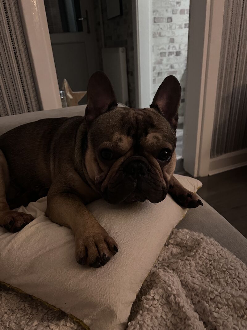 Male frenchie ( reggie ) for sale in Birmingham, West Midlands - Image 5