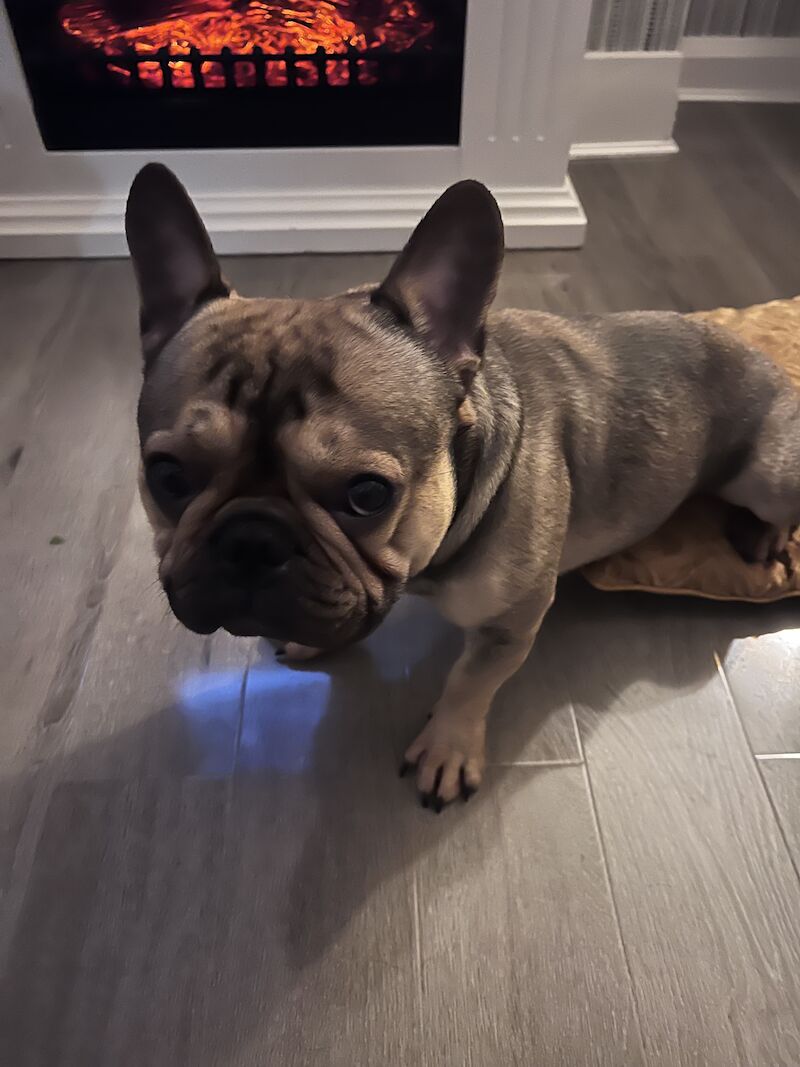 Male frenchie ( reggie ) for sale in Birmingham, West Midlands - Image 6