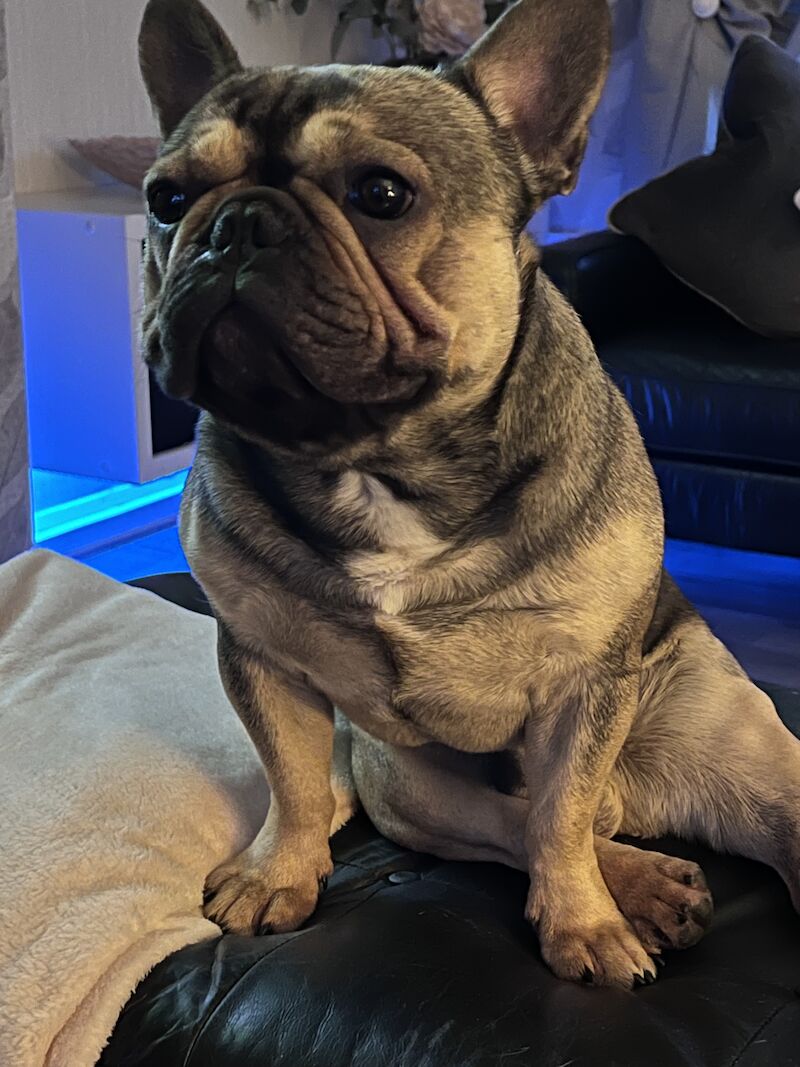 Male frenchie ( reggie ) for sale in Birmingham, West Midlands - Image 10