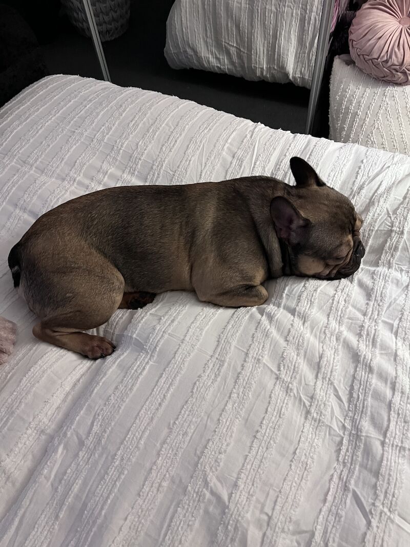 Male frenchie ( reggie ) for sale in Birmingham, West Midlands - Image 11