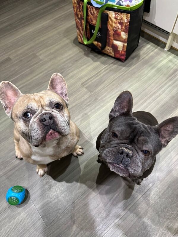 Male Frenchies (to go together) for sale in Didcot, Oxfordshire