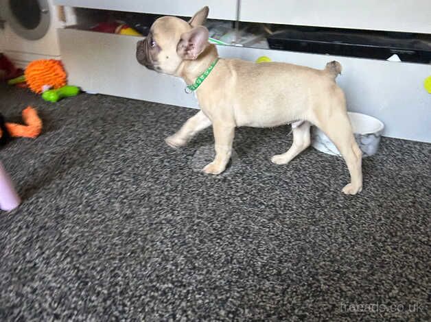 Male kc registered French bulldog for sale in Coventry, West Midlands