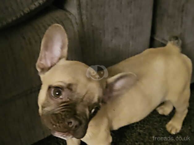 Male kc registered French bulldog for sale in Coventry, West Midlands - Image 2