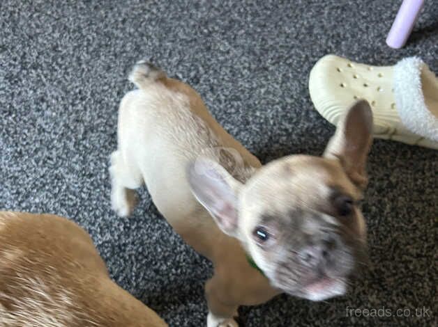 Male kc registered French bulldog for sale in Coventry, West Midlands - Image 4