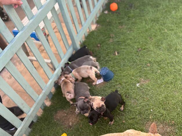 Male kc registered French bulldog for sale in Coventry, West Midlands - Image 5