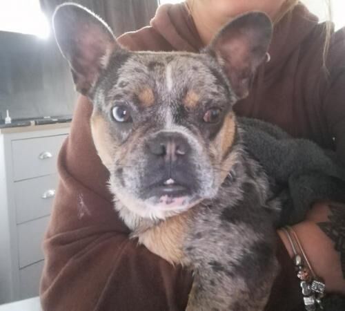 Male lilac merle frenchie for sale in Grimsby, Lincolnshire