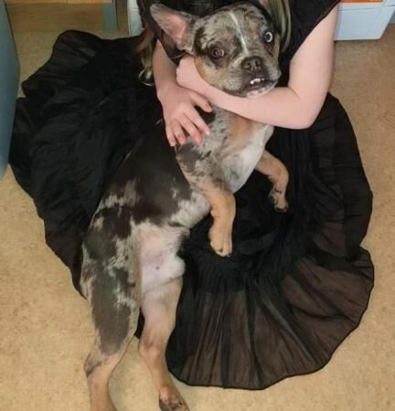 Male lilac merle frenchie for sale in Grimsby, Lincolnshire - Image 2